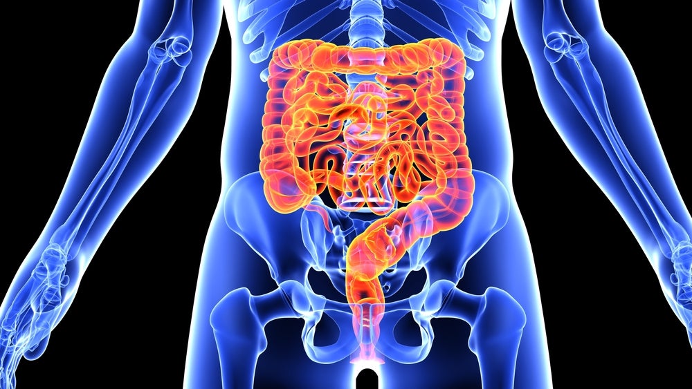 intestino