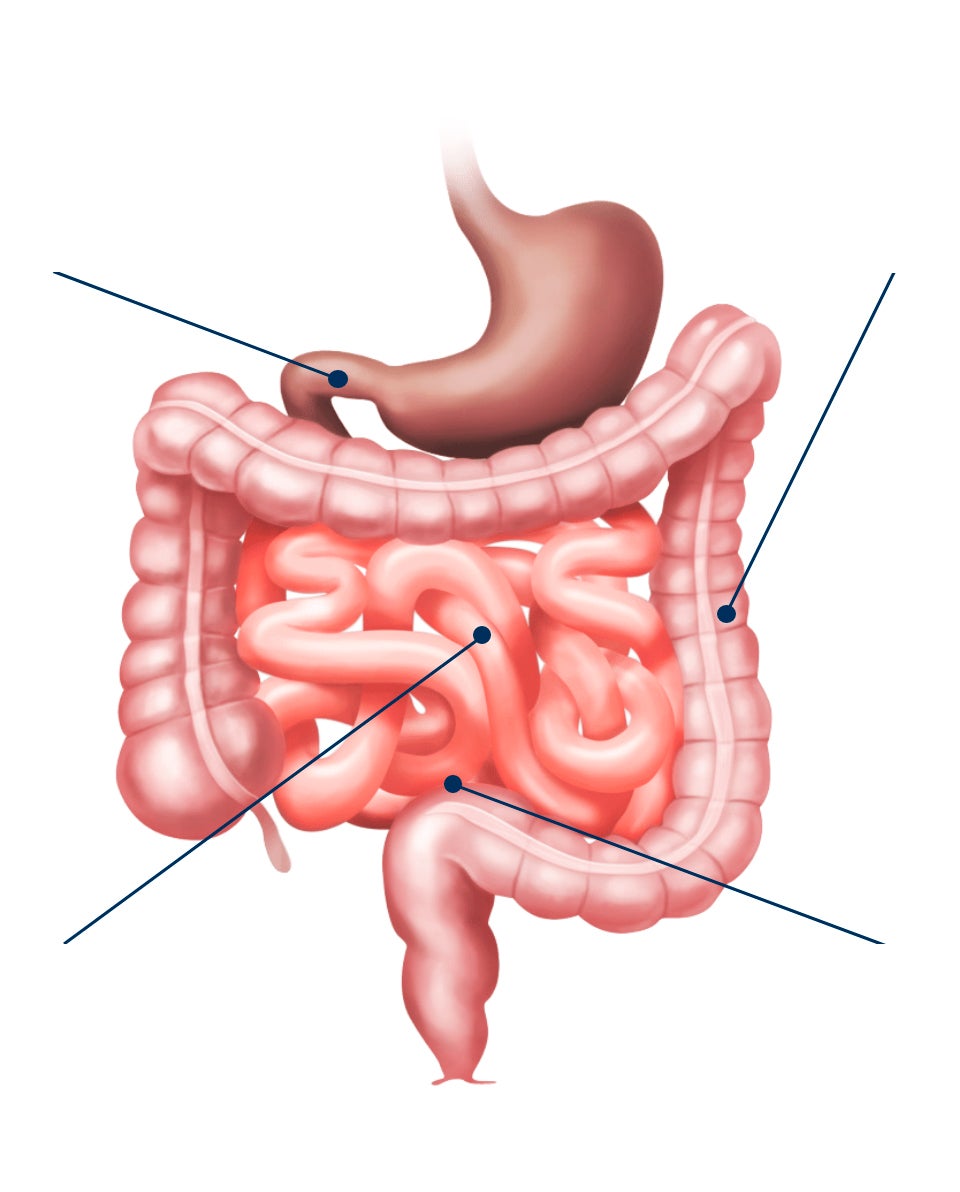 Anatomia Intestinal